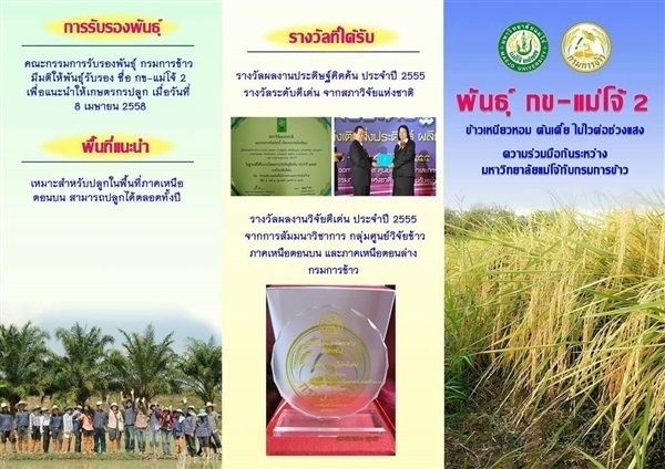 ขายเมล็ดพันธุ์ข้าว กข-แม่โจ้ 2 ต้นกำเนิดของแท้