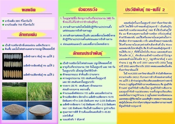 ขายเมล็ดพันธุ์ข้าวเหนียว กข-แม่โจ้ 2 | หน่วยความเป็นเลิศด้านการปรับปรุงพันธุ์ข้าวมหาวิทยาลัยแม่โจ้ -  เชียงใหม่