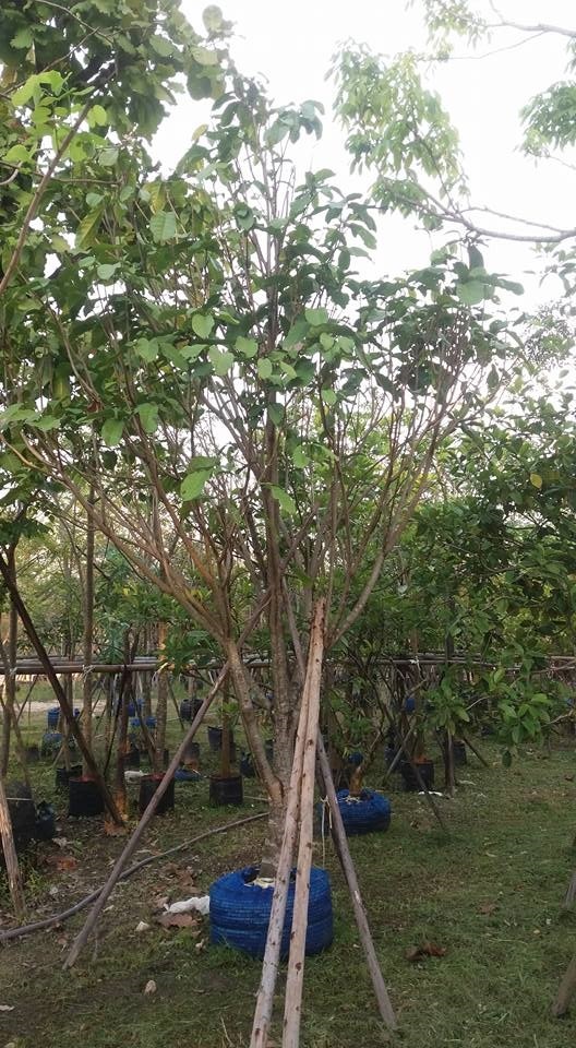 ต้นเกาลัด ขนาดลำต้น  6-15 นิ้ว | บ้านและสวนไม้ล้อม - เมืองสระบุรี สระบุรี