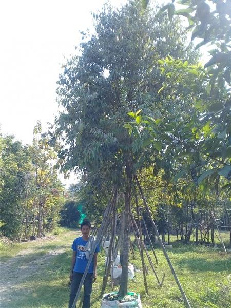 ต้นบุญนาค มีขนาด 2-8 นิ้ว | บ้านและสวนไม้ล้อม - เมืองสระบุรี สระบุรี