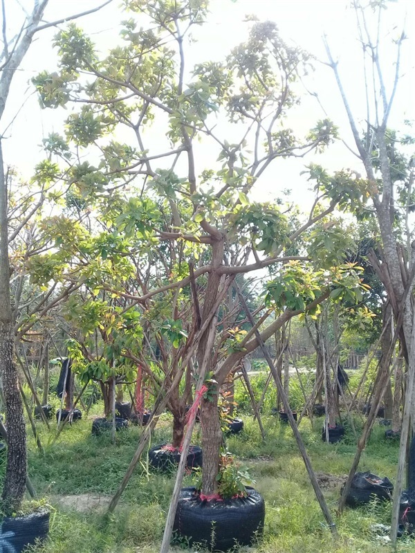 ต้นจิกน้ำ มีขนาด 2-20 นิ้ว | บ้านและสวนไม้ล้อม - เมืองสระบุรี สระบุรี