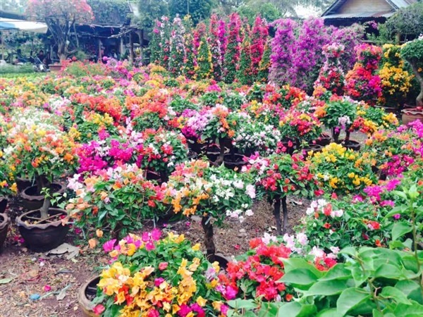 เฟื่องฟ้าเสียบยอด | สวนสุขโขไม้ดอกไม้ประดับ - ประจันตคาม ปราจีนบุรี