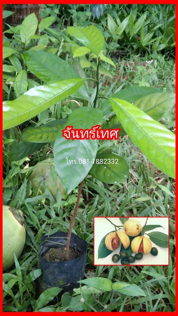 ต้นจันทน์เทศ  | ชฎา - เมืองนครศรีธรรมราช นครศรีธรรมราช