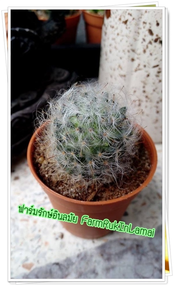 กระบองเพชร cactus Mammillaria bocasana | ฟาร์มรักษ์อินลมัย FarmRukInLamai - เมืองนครราชสีมา นครราชสีมา