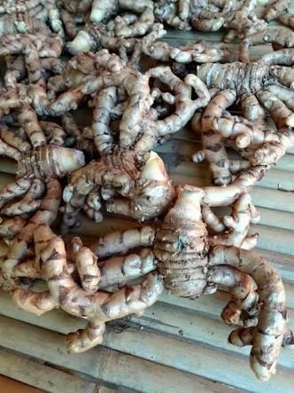 ว่านขมิ้นดำ Curcuma sp.    | สวนศรีชาวนา - เมืองปราจีนบุรี ปราจีนบุรี