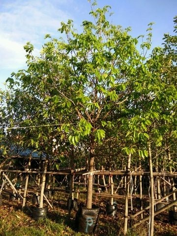 ต้นพะยอม มีขนาดลำต้น 2-20 นิ้ว | บ้านและสวนไม้ล้อม - เมืองสระบุรี สระบุรี
