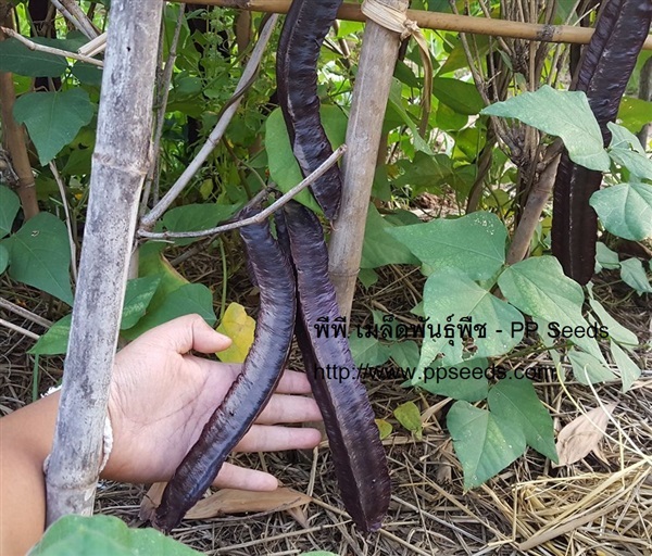 ถั่วพูสีม่วง | พีพีเมล็ดพันธุ์ - เมืองมหาสารคาม มหาสารคาม