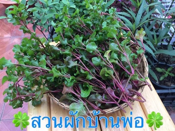 วอเตอร์เครส กล่องละ 80 กรัม | สวนผักบ้านพ่อ - เมืองสมุทรปราการ สมุทรปราการ