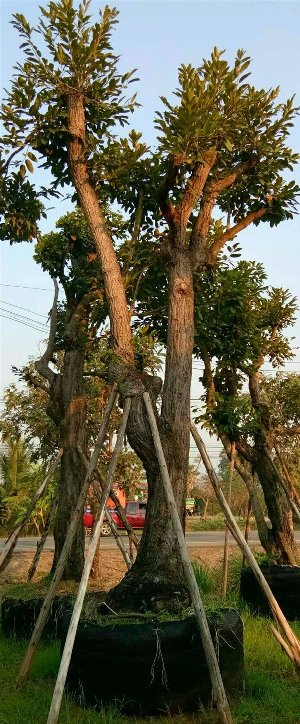 ต้นพยอม | ลพบุรีไม้ล้อม/บ่อแก้วพันธุ์ไม้ - เมืองลพบุรี ลพบุรี