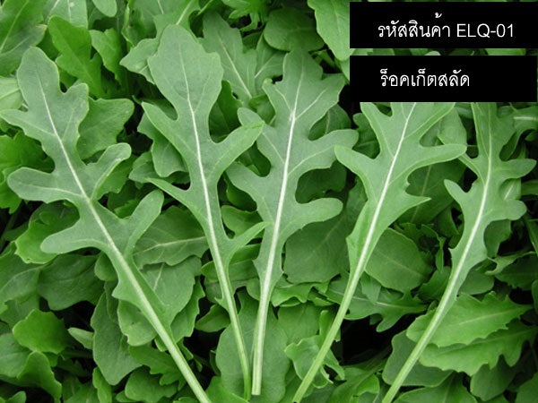 จำหน่ายเมล็ดพันธุ์ผักสลัดร็อคเก็ต - Rocket Salad