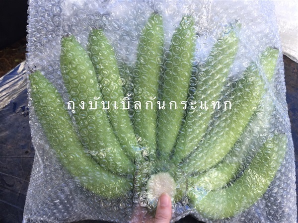 ถุงบับเบิ้ล/ถุงกันกระแทก | PlantarLAB - เมืองนครนายก นครนายก