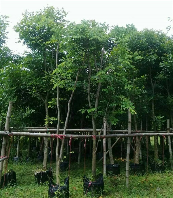 พยุง | ลพบุรีไม้ล้อม/บ่อแก้วพันธุ์ไม้ - เมืองลพบุรี ลพบุรี