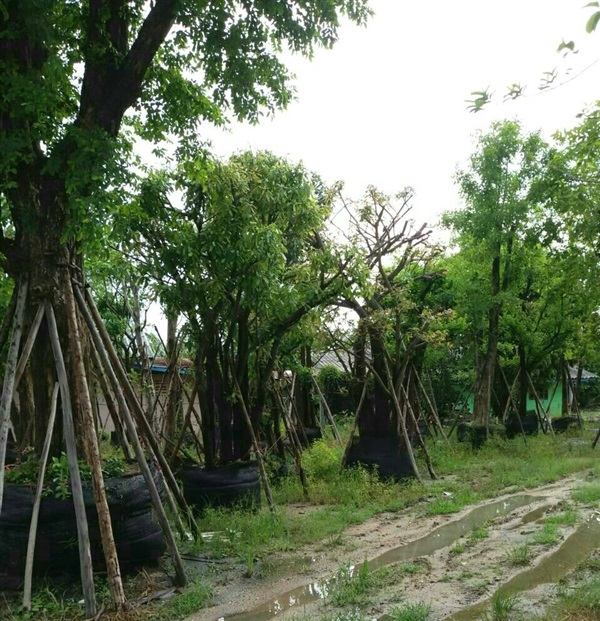 ต้นจิก | ลพบุรีไม้ล้อม/บ่อแก้วพันธุ์ไม้ - เมืองลพบุรี ลพบุรี