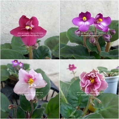 African violet | MAomblooms - แม่เมาะ ลำปาง