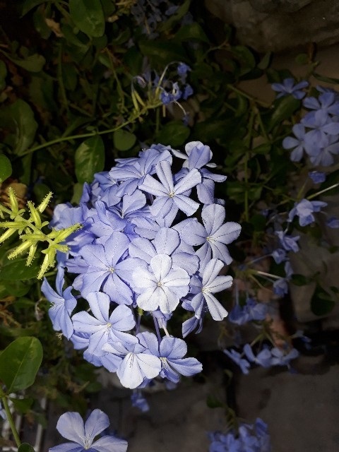 ต้นพยับหมอก - Cape leadwort (กทม)