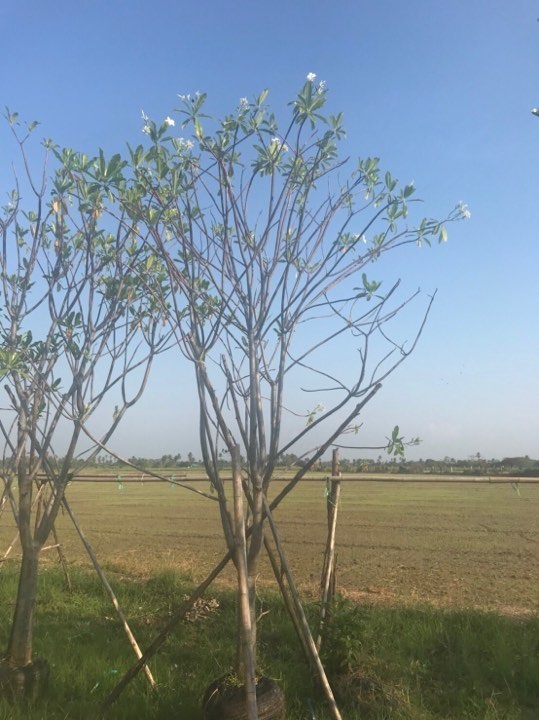 ต้นเป็ดน้ำ | มีบุญปลูก - ศรีประจันต์ สุพรรณบุรี