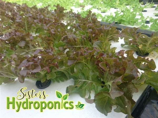 กรีนโอ๊ค เรดโอ๊ค | Sister's Hydroponic - พนมดงรัก สุรินทร์