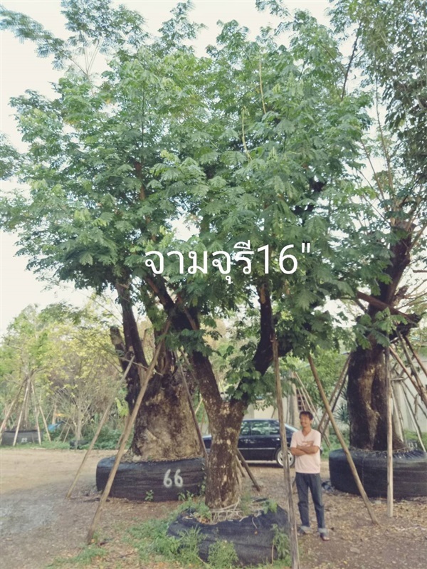 ต้นจามจุรี | ไร่พงษ์พนัส -  ชลบุรี