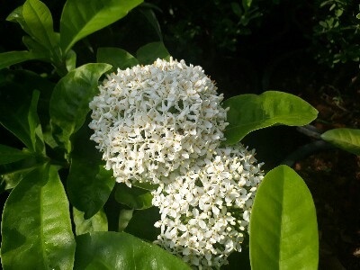 เข็มขาวหอม - Siamese White Ixora (กทม)