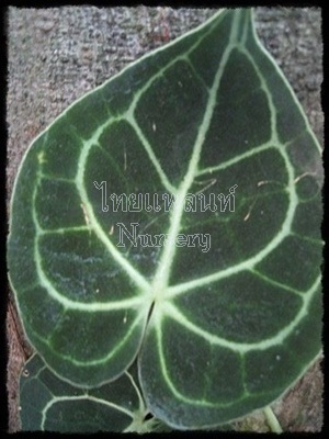 หน้าวัวใบหัวใจเศรษฐี Anthurium Clarinervium | ThaiPlantNursery -  กรุงเทพมหานคร