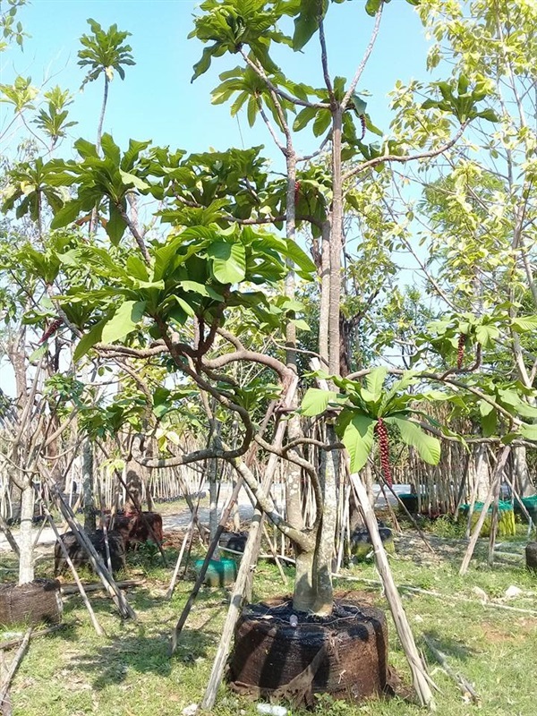 จิกเศษฐี  ขนาด ลำต้น6 นิ้ว | บ้านและสวนไม้ล้อม - เมืองสระบุรี สระบุรี