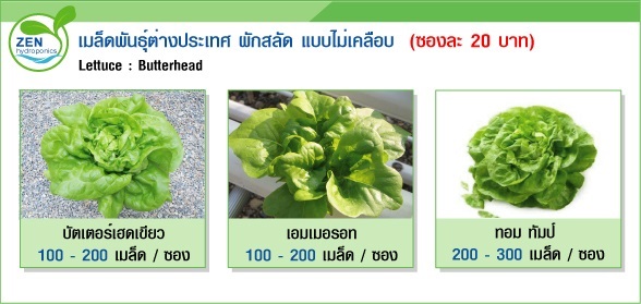 เมล็ดพันธุ์ผักสลัดต่างประเทศ ชุดที่ 2