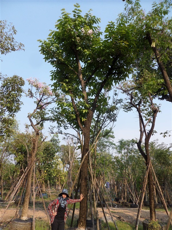 ขายไม้ล้อม ต้นเสลา 10 นิ้ว สุง 6.5 เมตร | วุฒิไม้ล้อม - แก่งคอย สระบุรี