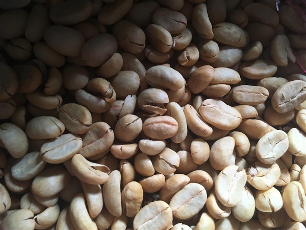 เมล็ดกาแฟกะลา อราบิก้า Arabica coffee bean | ไร่ลมไม้ - เมืองพะเยา พะเยา