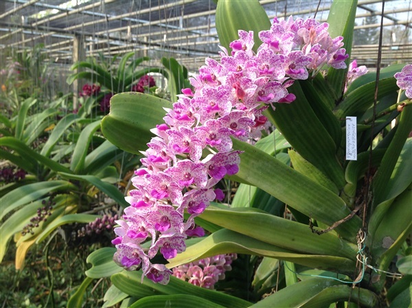 ช้างกระ | J.R.Orchids Lab - วัฒนา กรุงเทพมหานคร