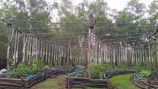 โรงเรือนปลูกองุ่น | AiLey Farm - คลองหลวง ปทุมธานี
