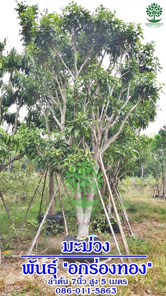 ขายต้นมะม่วงอกร่องทอง ลำต้น7นิ้วสูง5เมตร | จริงใจไม้มงคล แอนด์ แลนด์สเคป - ลำลูกกา ปทุมธานี