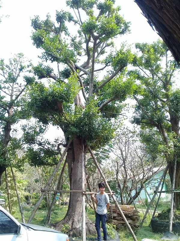 ต้นมั่งมี ขนาด 10-50 นิ้ว | บ้านและสวนไม้ล้อม - เมืองสระบุรี สระบุรี
