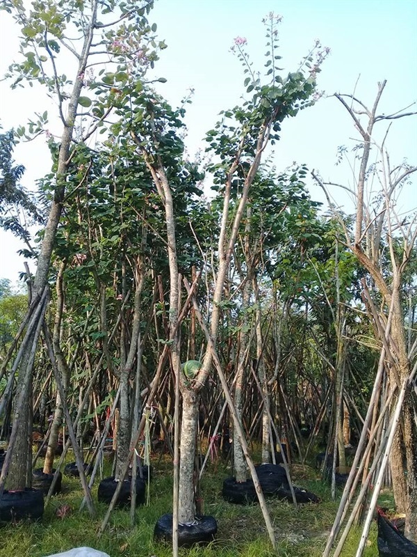 ต้นชงโค ฮอสแตเลีย ขนาด 2-10 นิ้ว | บ้านและสวนไม้ล้อม - เมืองสระบุรี สระบุรี