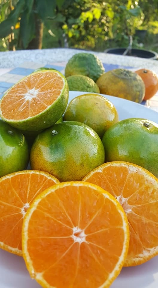 ส้มสายน้ำผึ้งไร้เมล็ด | สวนปสุตา - เชียงม่วน พะเยา