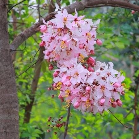 เมล็ดคูนชมพู | เมล็ดพันธุ์ดี เกษตรวิถีไทย - เมืองระยอง ระยอง