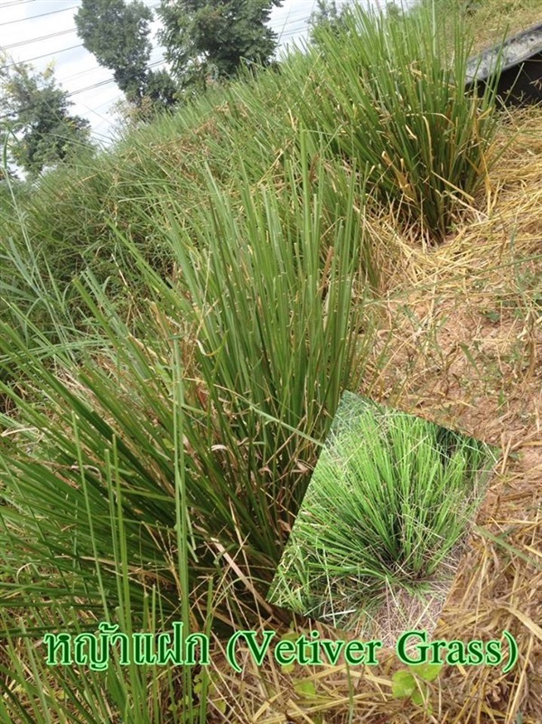 หญ้าแฝก (Vetiver Grass) | ฟาร์มรักษ์อินลมัย FarmRukInLamai - เมืองนครราชสีมา นครราชสีมา