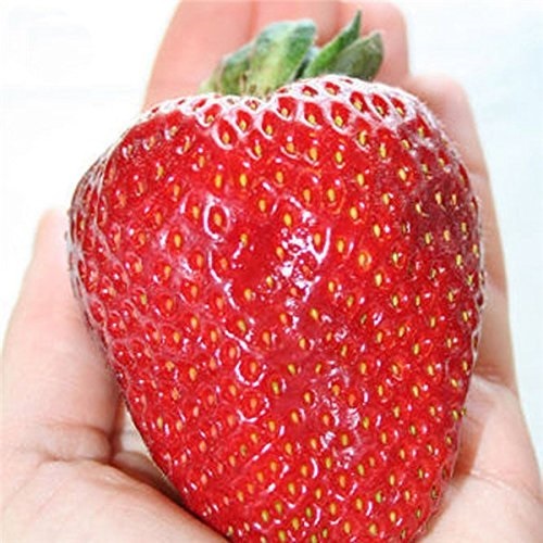 เมล็ดพันธุ์ สตรอเบอร์รี่ สีแดง ผลขนาดใหญ่ Giant strawberry | dddorchids - บางกะปิ กรุงเทพมหานคร