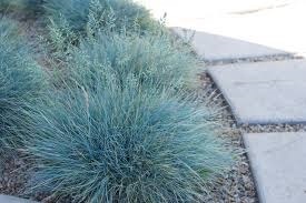 หญ้าสีฟ้า  -เมล็ดพันธุ์   BLUE FESCUE - Festuca glauca Seeds