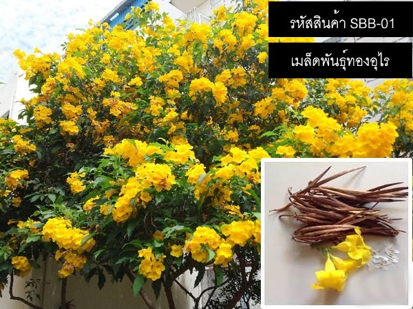 จำหน่ายเมล็ดพันธุ์ทองอุไร (เมล็ดพันธุ์คุณภาพดี)