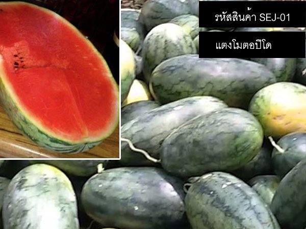 จำหน่ายเมล็ดพันธุ์แตงโมตอปิโด (เมล็ดพันธุ์คุณภาพดี) | thailandseedshop - เมืองสมุทรปราการ สมุทรปราการ