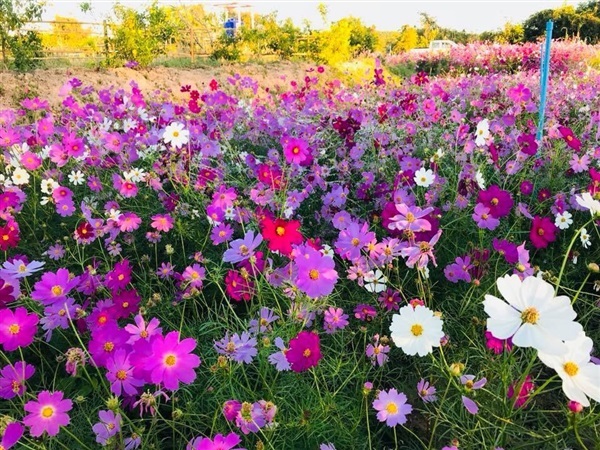 จำหน่ายเมล็ดดอกคอสมอส คละสี ขาว ชมพู | ไร่ตะวันกันตัง - ธัญบุรี ปทุมธานี