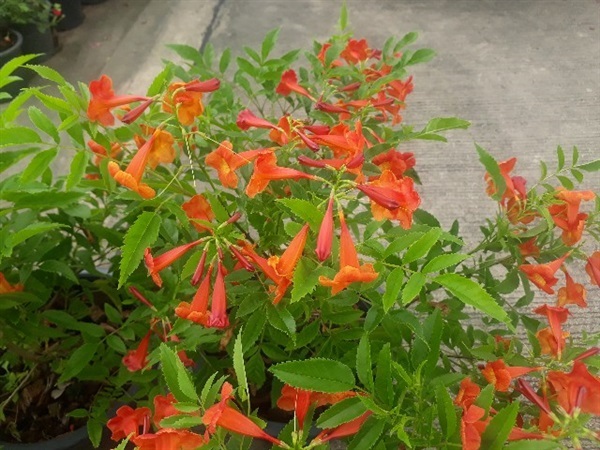 ทองอุไรสีส้ม-Orange Esperanza (กทม) | Kiattisak Pailay - บางกอกน้อย กรุงเทพมหานคร