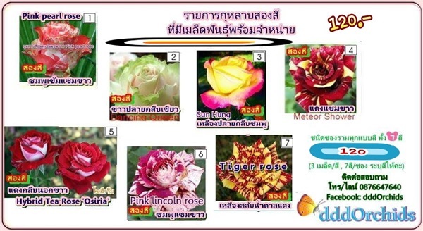 เมล็ดพันธุ์กุหลาบสองสี  