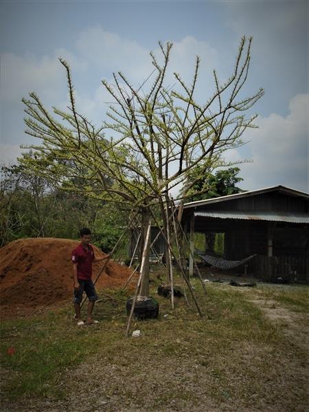 ต้นน้ำเต้า ขนาด 5นิ้ว | บ้านและสวนไม้ล้อม - เมืองสระบุรี สระบุรี