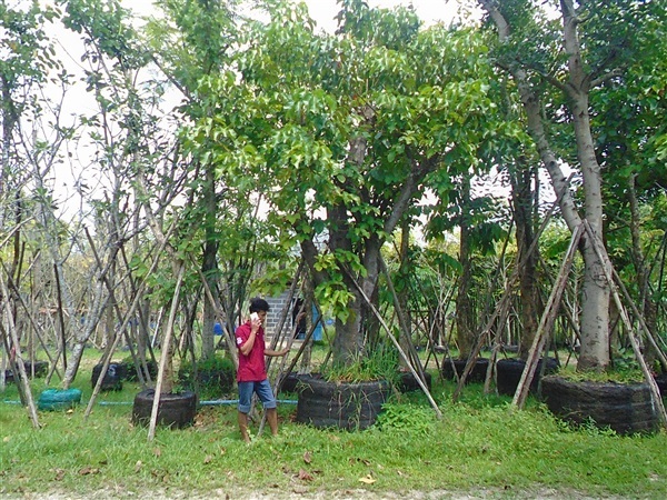 กระท้อน ปุยผ้าย ขนาด13 นิ้ว | บ้านและสวนไม้ล้อม - เมืองสระบุรี สระบุรี