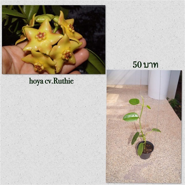 Hoya cv.Ruthie