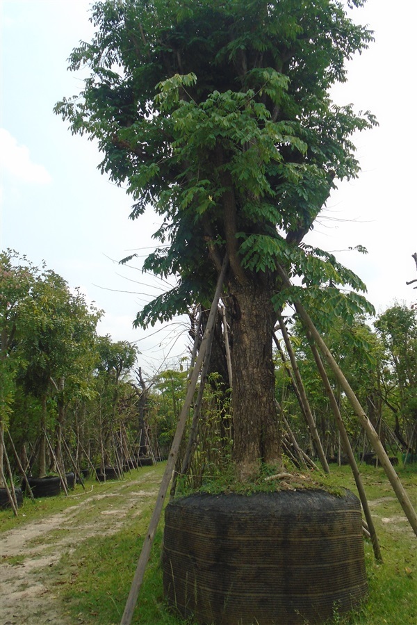 ต้นประดู่ป่า  ขนาด 20 นิ้ว | บ้านและสวนไม้ล้อม - เมืองสระบุรี สระบุรี