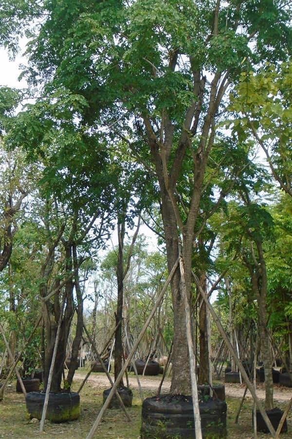 จราม จุรี สีทอง  ขนาดลำต้น 20 นิ้ว | บ้านและสวนไม้ล้อม - เมืองสระบุรี สระบุรี