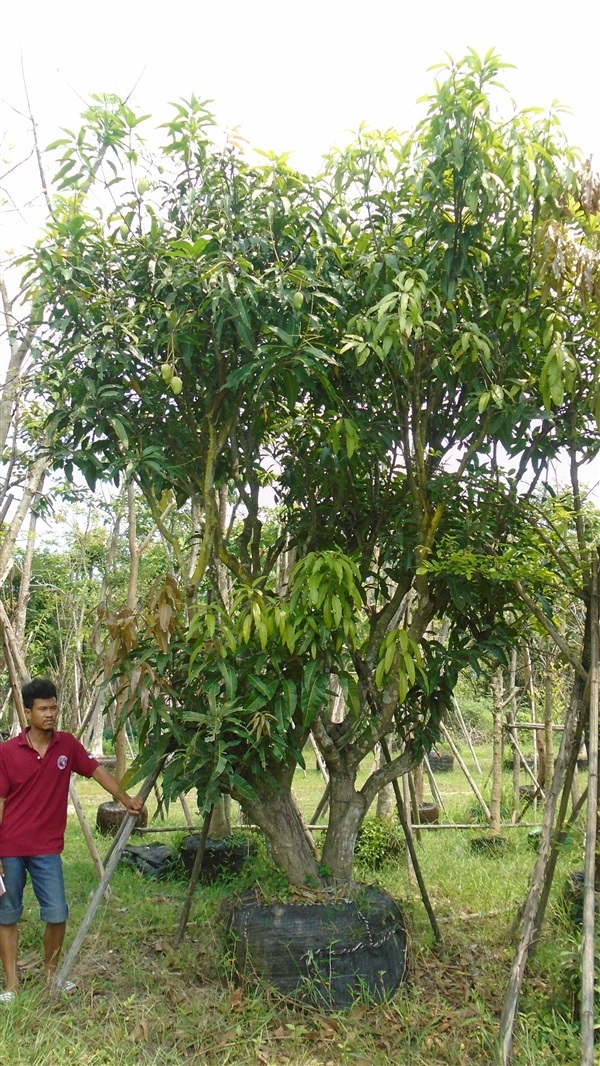 ต้นมะม่วง  น้ำดอกไม้  ขนาดลำต้น15 นิ้ว | บ้านและสวนไม้ล้อม - เมืองสระบุรี สระบุรี