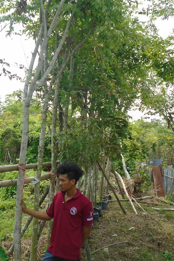 ต้นแดงพยุ่ง  ขนาดลำต้น 2-6 นิ้ว | บ้านและสวนไม้ล้อม - เมืองสระบุรี สระบุรี